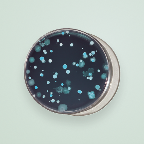 <h3>Probiotiques</h3><p>7,2 milliards de ferments vivants qui renforcent flore intestinale et immunité.</p>