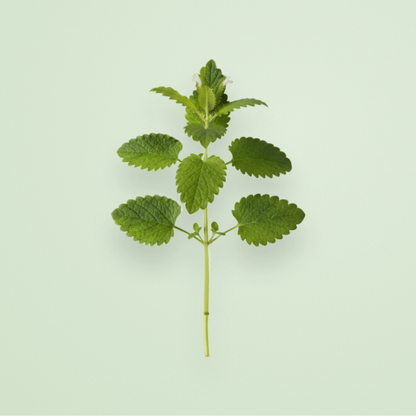 <h3>Plantes</h3><p>Rhodiola, bacopa, mélisse, aubépine, moringa… un concentré de plantes fonctionnelles.</p>